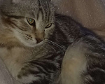 Кошки в Егорьевске: Котёнок (девочка) 4 месяца Девочка, 10 руб. - фото 2