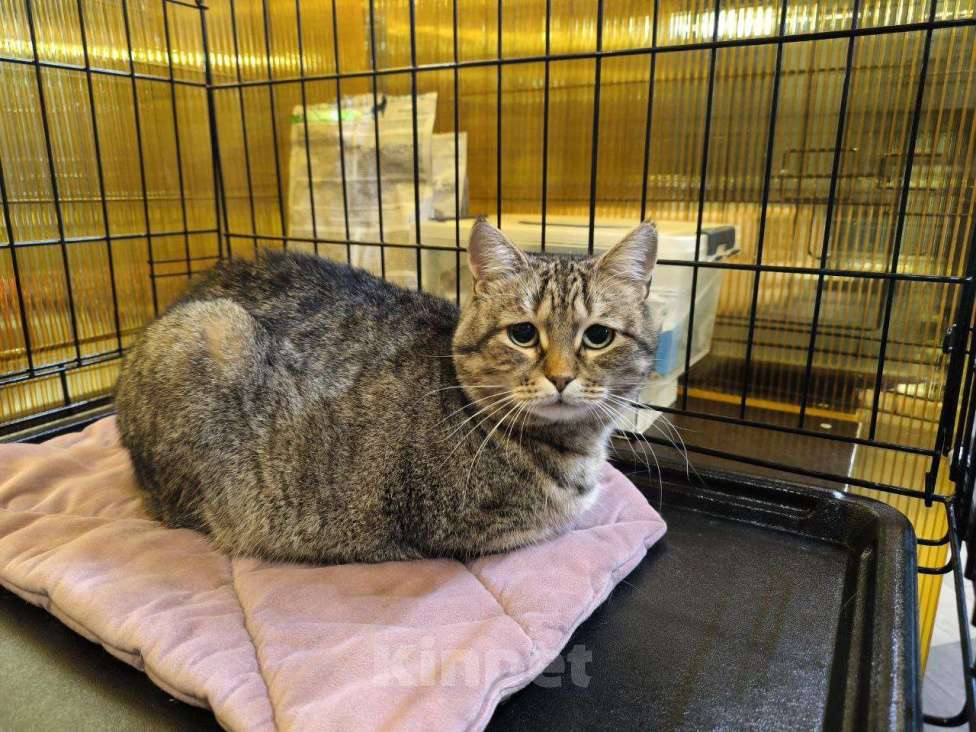 Кошки в Москве: Спокойная кошечка в добрые руки Девочка, Бесплатно - фото 1