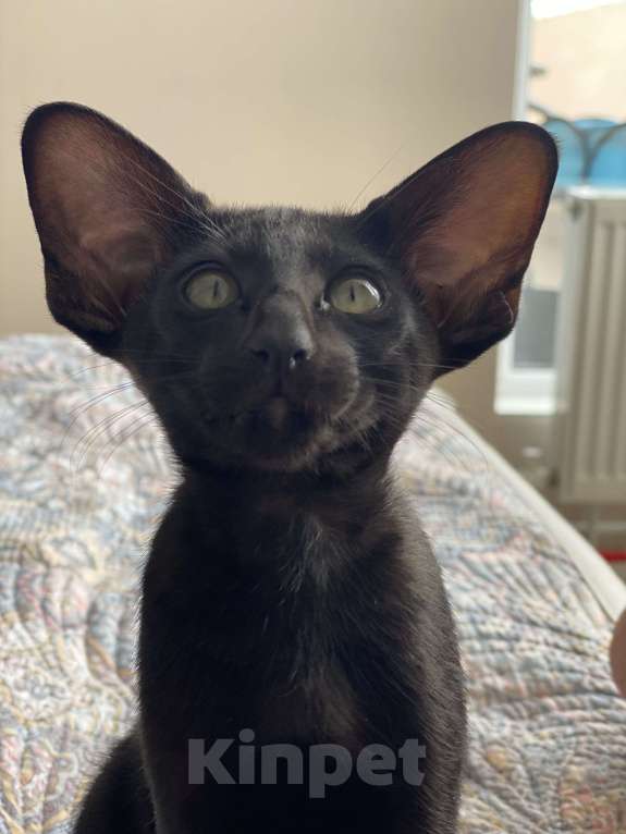 Кошки в Анапе: Ориентальный котенок Мальчик, 75 000 руб. - фото 5