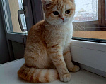 Кошки в Мытищах: Котята шотладнцы Девочка, 10 000 руб. - фото 1