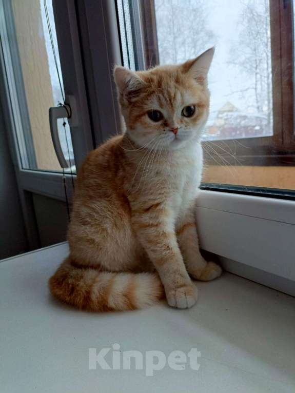 Кошки в Мытищах: Котята шотладнцы Девочка, 10 000 руб. - фото 1