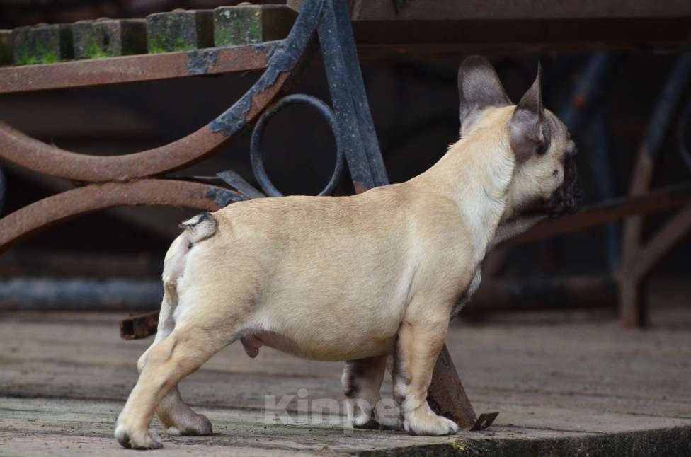 Собаки в Старом Купавне: Дружочек Мальчик, 40 000 руб. - фото 3