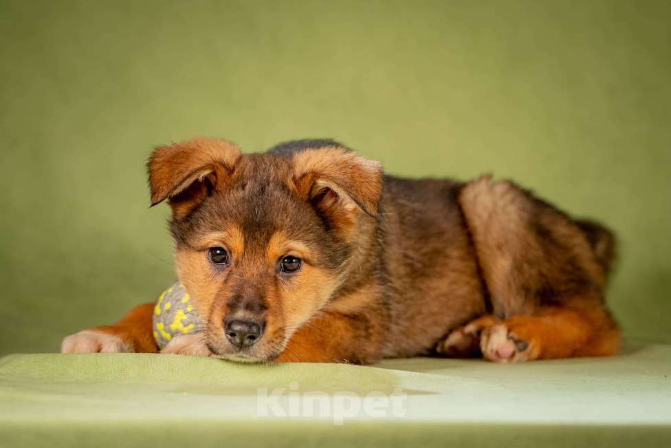 Собаки в Клине: Миндаль - очаровательная карамелька Девочка, Бесплатно - фото 6