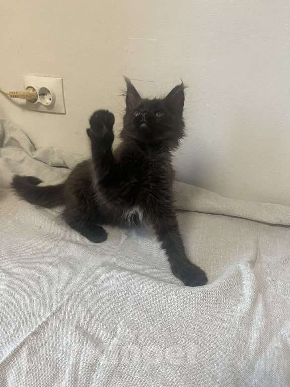 Кошки в Санкт-Петербурге: Баунти Девочка, 25 000 руб. - фото 2