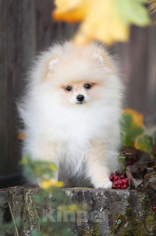 Собаки в Москве: Мальчик померанского шпица Мальчик, 50 000 руб. - фото 3