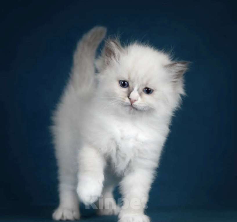 Кошки в Москве: Девочка Рэгдолл самая нежная Девочка, 70 000 руб. - фото 8