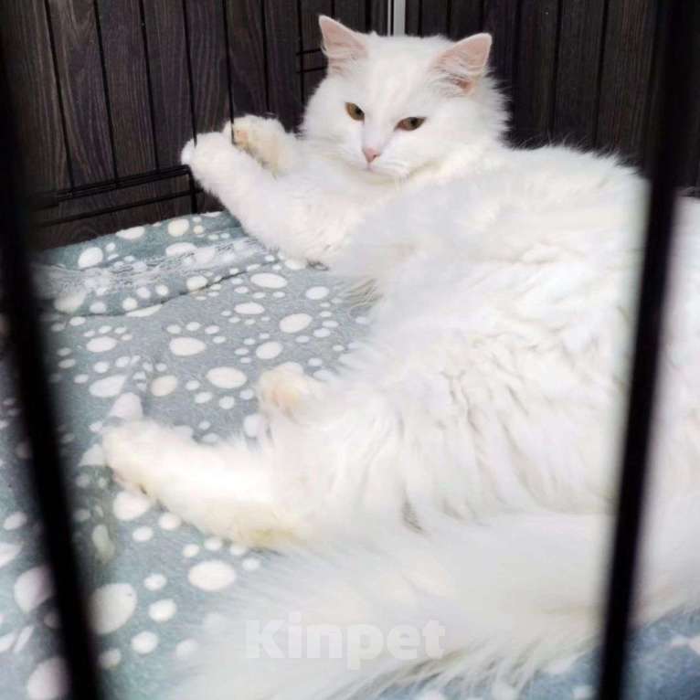 Кошки в Москве: Белая пушистая кошечка в добрые руки Девочка, Бесплатно - фото 3