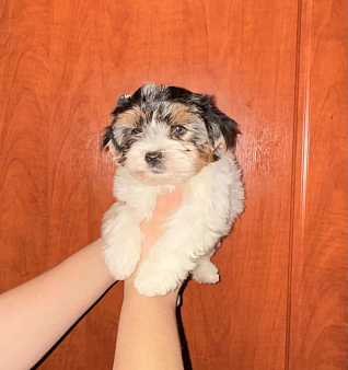 Очаровательный Остин