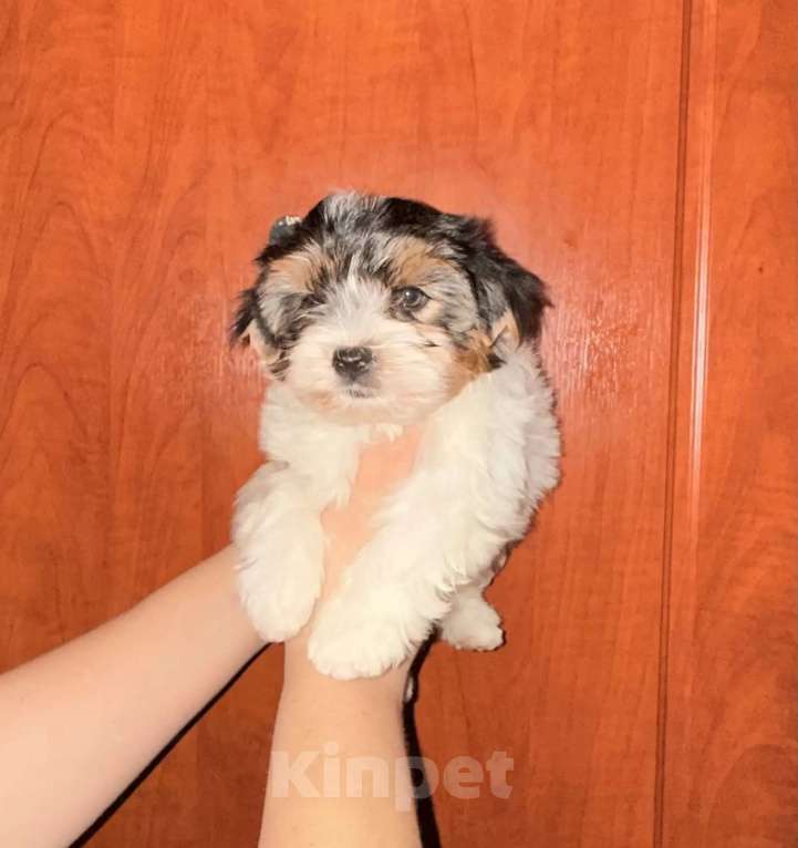 Собаки в Москве: Очаровательный Остин Мальчик, 35 000 руб. - фото 1