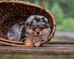 Собаки в Солнечногорске: Померанский шпиц , мрамор Мальчик, 40 000 руб. - фото 2