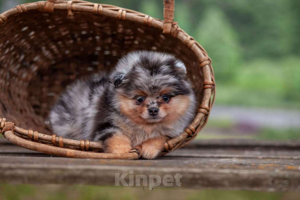 Собаки в Солнечногорске: Померанский шпиц , мрамор Мальчик, 40 000 руб. - фото 2
