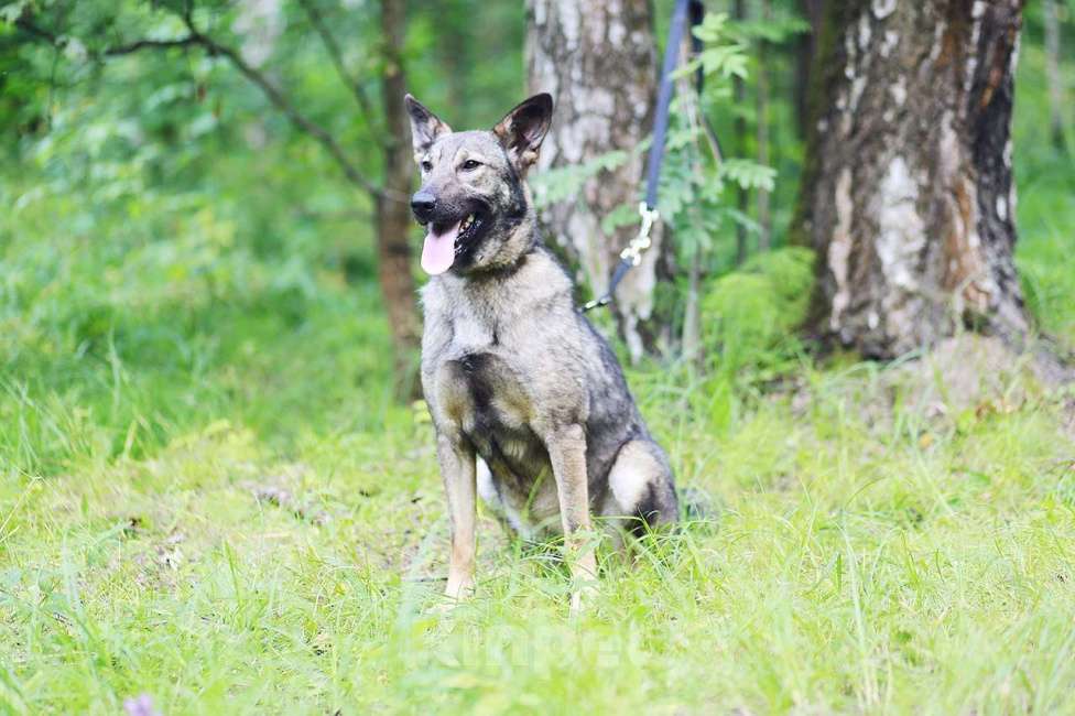 Собаки в Москве: Пайпер Девочка, Бесплатно - фото 4