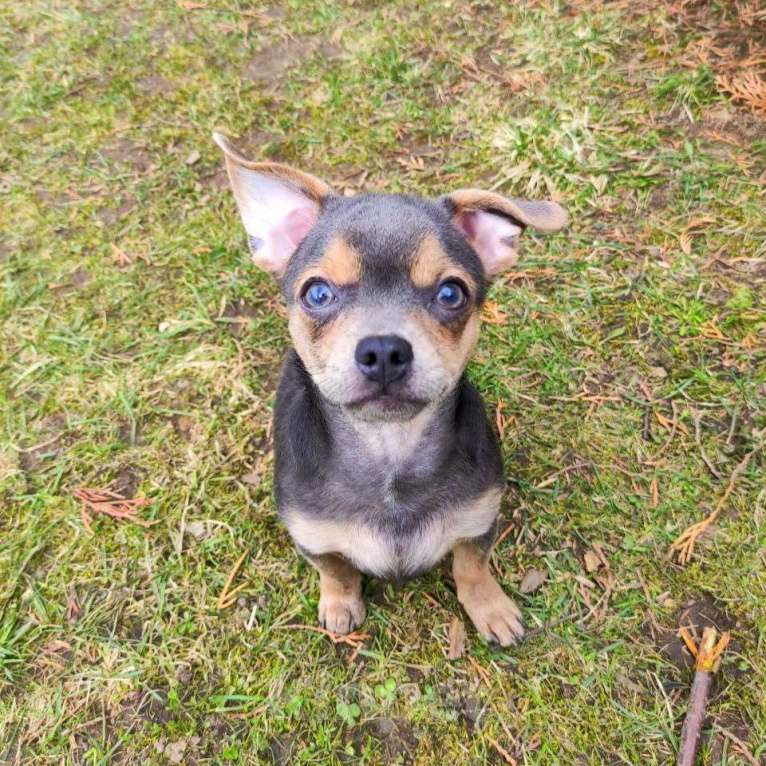 Собаки в Москве: Мальчик чихуахуа  Мальчик, 35 000 руб. - фото 3