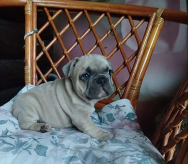 Милый малыш французский бульдог.