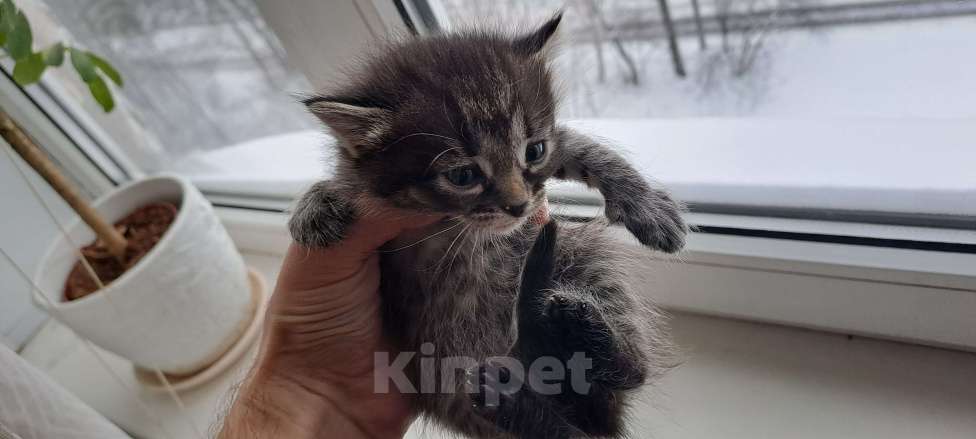 Кошки в Казани: Отдам котят в добрые руки 🐾 Девочка, Бесплатно - фото 1