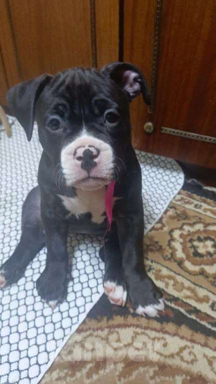 Собаки в Орске: Американский булли покет Разнополые, Бесплатно - фото 3