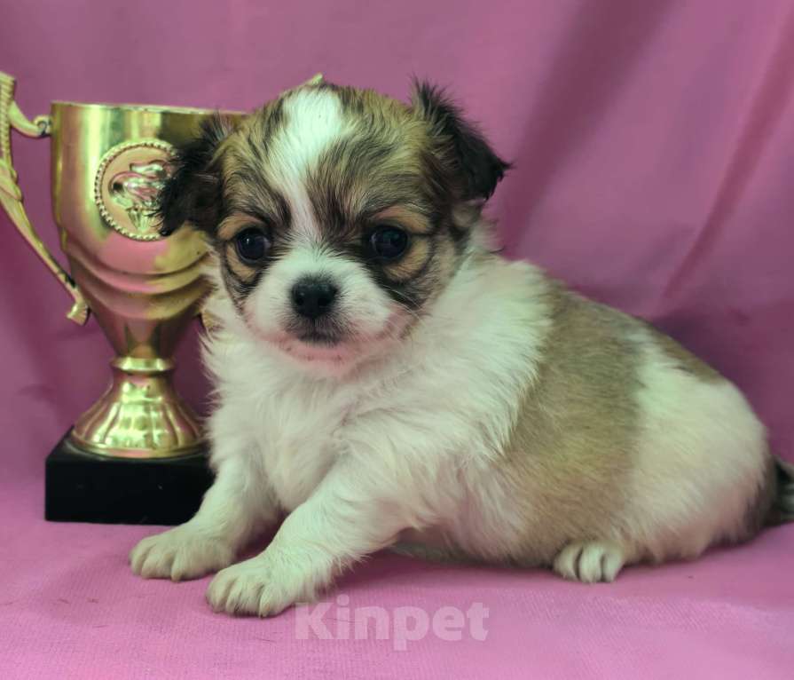 Собаки в Москве: Девочка чихуахуа длинношёрстная Девочка, 45 000 руб. - фото 1