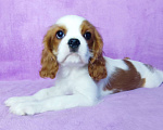 Собаки в Санкт-Петербурге: Красивая девочка кавалер Кинг Чарльз спаниель Девочка, 135 000 руб. - фото 3