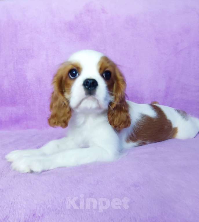 Собаки в Санкт-Петербурге: Красивая девочка кавалер Кинг Чарльз спаниель Девочка, 135 000 руб. - фото 3