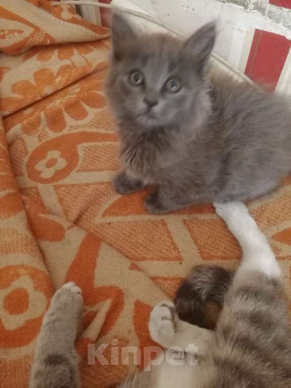 Кошки в Новосибирске: Отдам бесплатно Девочка, Бесплатно - фото 2