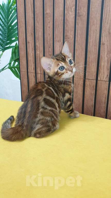 Кошки в Москве: Бенгальстке котята с документами. Мальчик, 55 000 руб. - фото 4