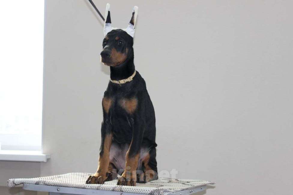 Собаки в Екатеринбурге: Щенки добермана Мальчик, 80 000 руб. - фото 2