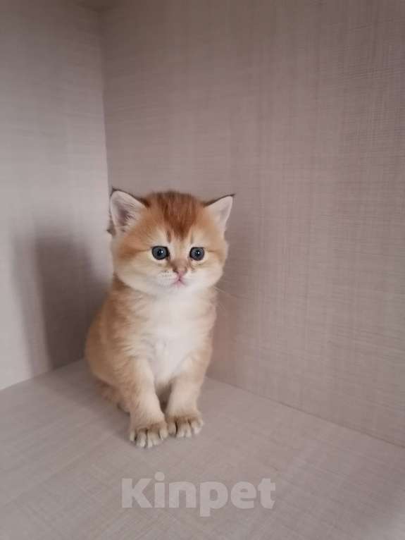 Кошки в Чебоксарах: Шотландский прямоухий котёнок Девочка, 20 000 руб. - фото 4