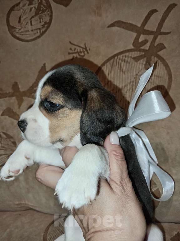 Собаки в Барнауле: Щенок бигля Мальчик, 40 000 руб. - фото 2