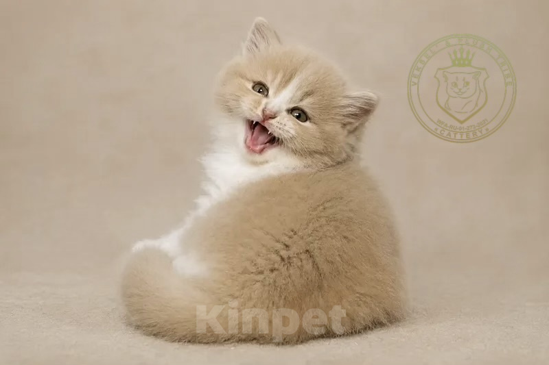 Кошки в Люберцах: Британский котенок Мальчик, 20 000 руб. - фото 1