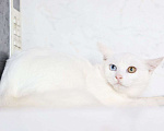 Кошки в других городах Московской области: Белоснежный Аполлон ждет Вас! Мальчик, Бесплатно - фото 5