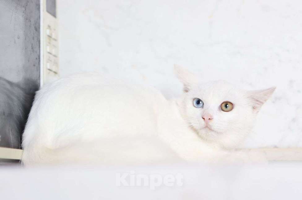 Кошки в других городах Московской области: Белоснежный Аполлон ждет Вас! Мальчик, Бесплатно - фото 5