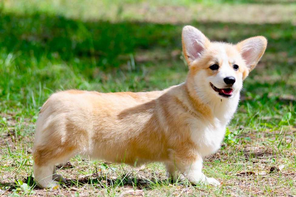 Собаки в Твери: Щенок вельш корги пемброк  Девочка, 100 000 руб. - фото 4