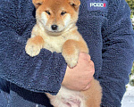 Собаки в Москве: Сиба-ину мальчик Мальчик, 50 000 руб. - фото 1