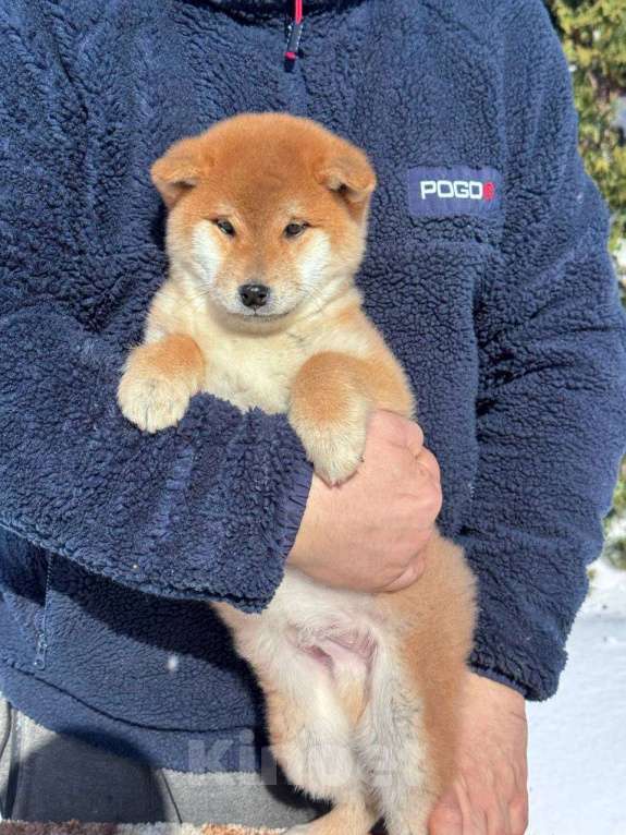 Собаки в Москве: Сиба-ину мальчик Мальчик, 50 000 руб. - фото 1