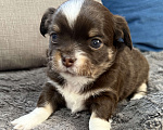 Собаки в других городах Московской области: Мальчик чихуахуа Грегори Мальчик, 60 000 руб. - фото 5