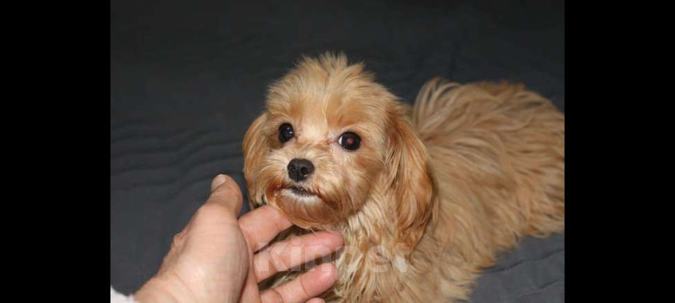 Собаки в Горном-Алтайске: Подрощенная девочка мальтипу Девочка, 90 000 руб. - фото 2