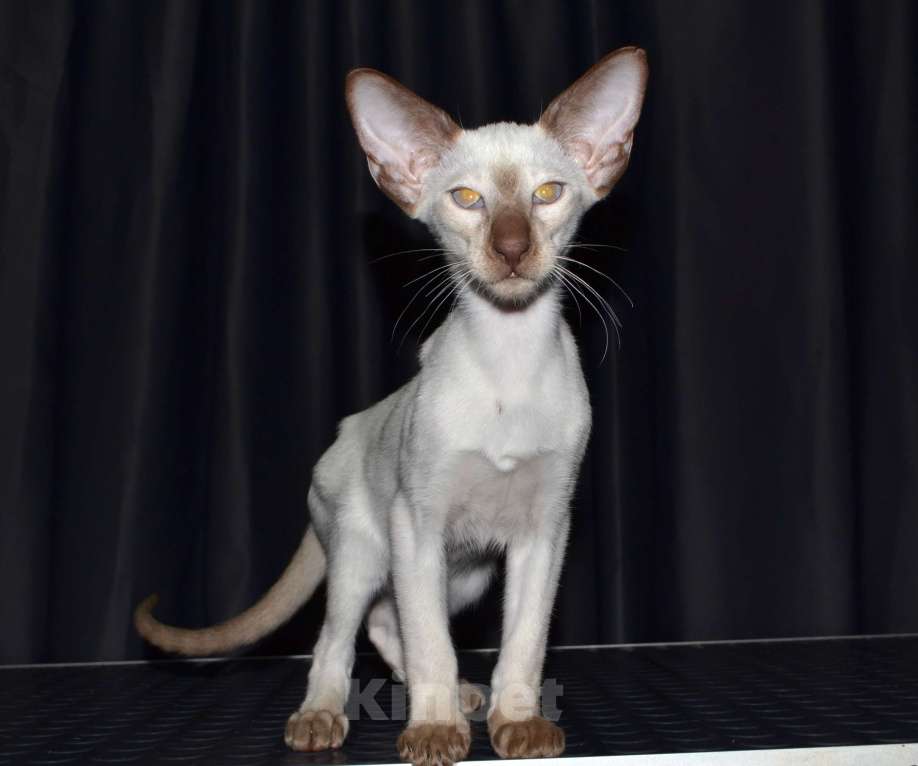 Кошки в Глазове: Финик Мальчик, Бесплатно - фото 2