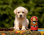 Собаки в Москве: Палевый щенок Лабрадора от родителей Чемпионов Мальчик, Бесплатно - фото 4