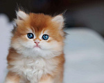 Кошки в Владивостоке: Мальчик британской породы Мальчик, 160 000 руб. - фото 4
