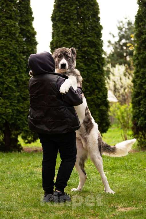 Собаки в Москве: Кавказский волкодав в добрые руки. Мальчик, Бесплатно - фото 6