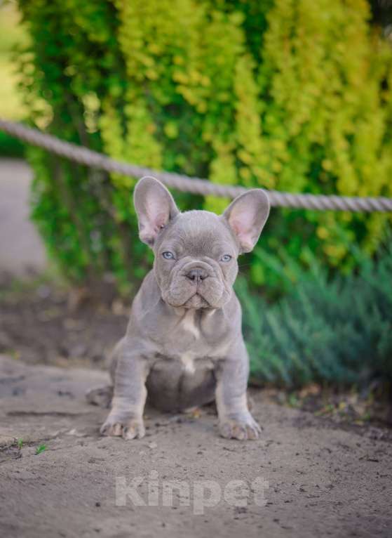 Собаки в Белгороде: Французский бульдог щенки Мальчик, 90 000 руб. - фото 2