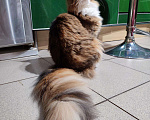 Кошки в Малмыже: Чистокровная кошечка мейн-кун., 20 000 руб. - фото 3