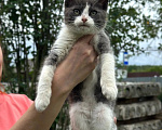 Кошки в Калуге: Котёнок Мальчик, Бесплатно - фото 4