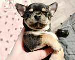 Собаки в Иваново: Щенок чихуахуа Мальчик, 12 500 руб. - фото 4