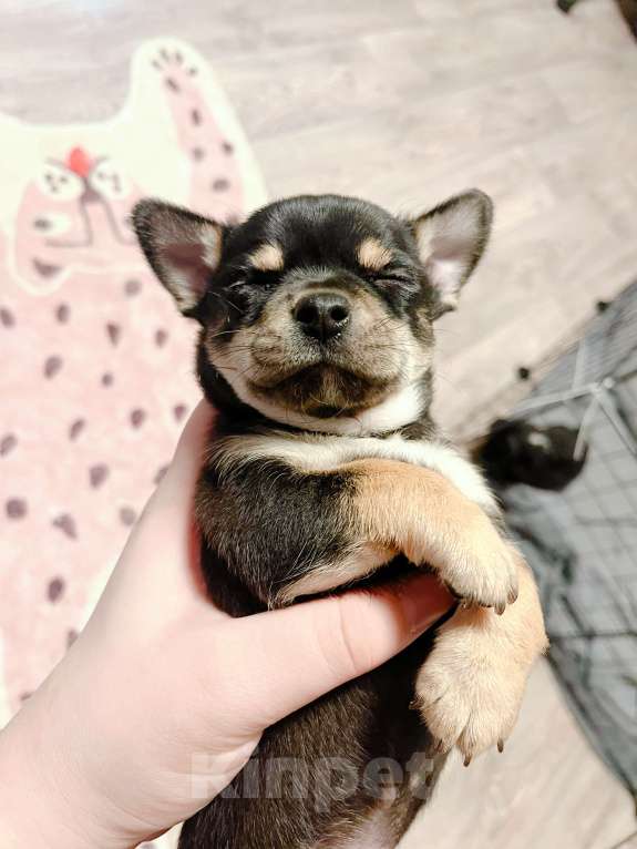 Собаки в Иваново: Щенок чихуахуа Мальчик, 12 500 руб. - фото 4