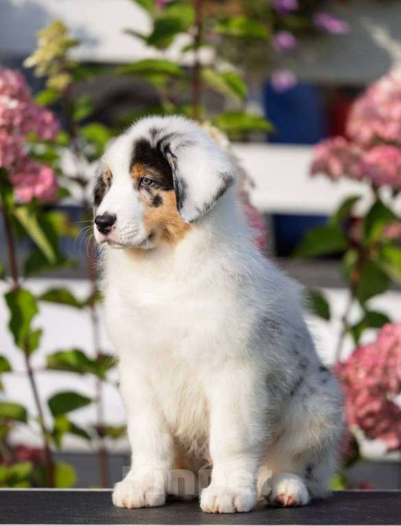 Собаки в Санкт-Петербурге: Австралийская овчарка  Девочка, 80 000 руб. - фото 7