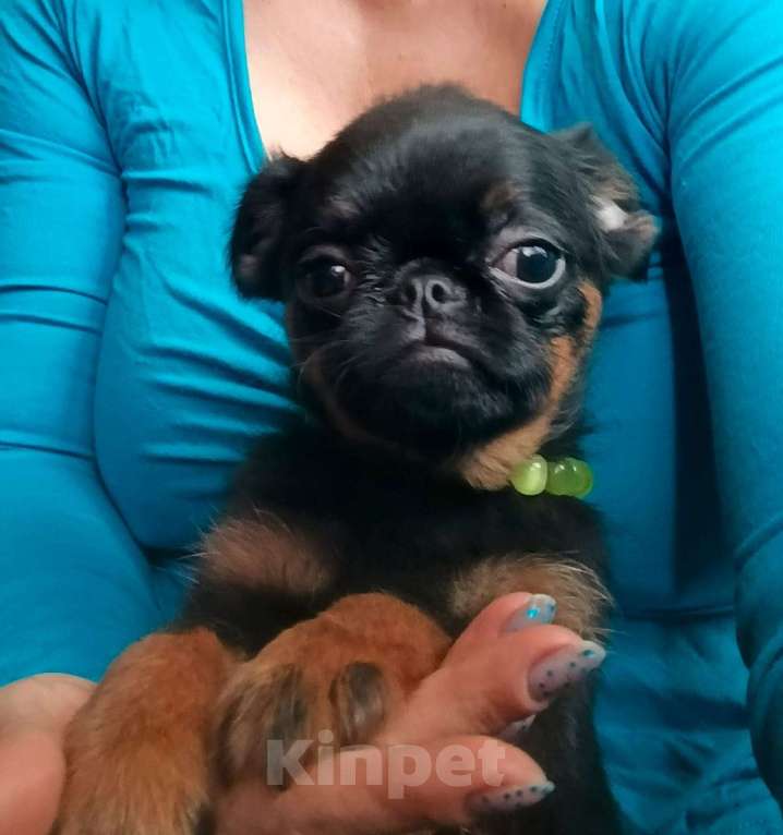 Собаки в Москве: Миниатюрная девочка пти-брабансон Девочка, 45 000 руб. - фото 2