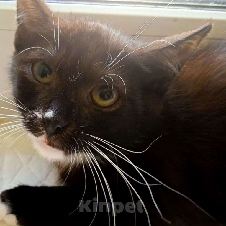 Кошки в Москве: Котенку срочно нужен дом Мальчик, Бесплатно - фото 2