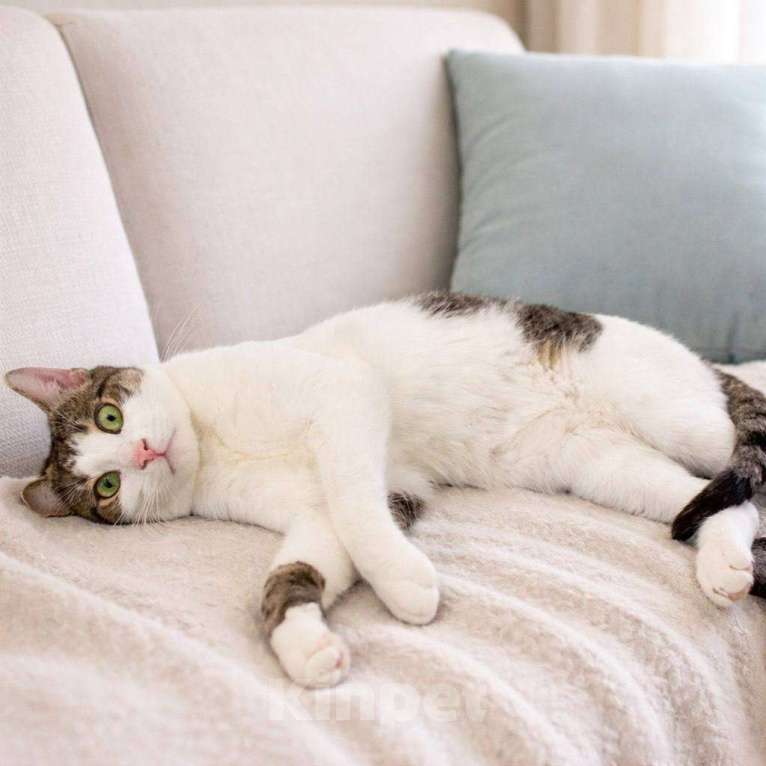 Кошки в Москве: Емеля ищет дом Мальчик, Бесплатно - фото 1