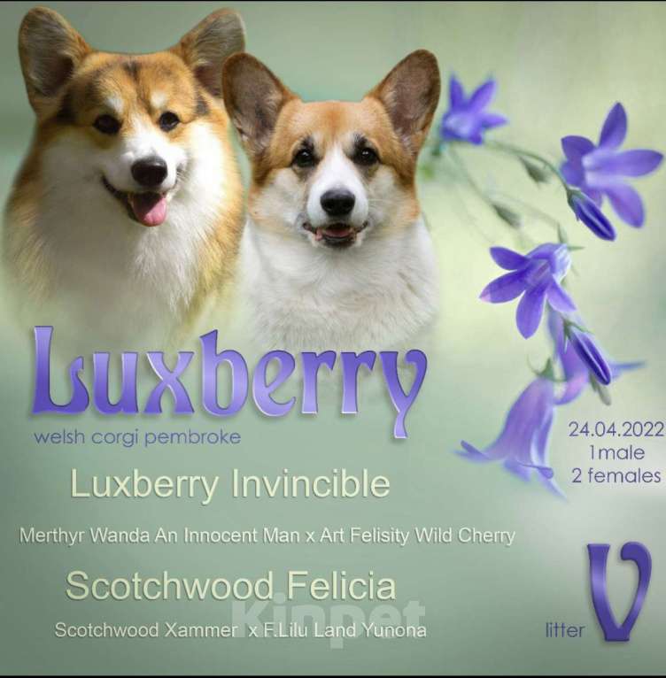 Собаки в Санкт-Петербурге: Щенки ЛЮКСБЕРРИ  Девочка, 70 000 руб. - фото 5